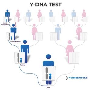 Y-DNA Inheritance